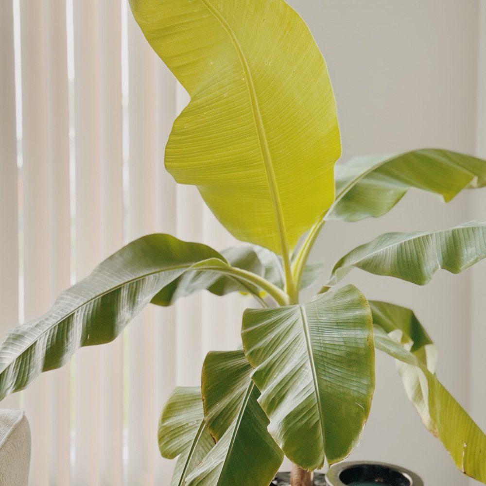 Meet your Posher, Jeffrey